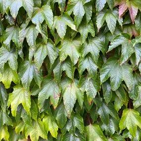 Veitchii Boston Ivy (Parthenocissus tricuspidata Veitchii) 1